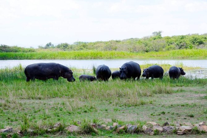 Gorilla Trekking &Wildlife Adventure in Rwanda - Transportation and Guides