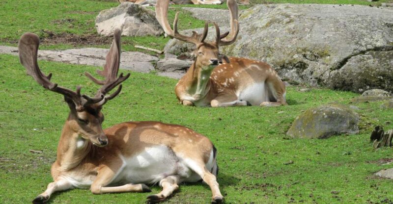 Gothenburg: Slottsskogen Park & Botanical Garden Tour - Itinerary Highlights