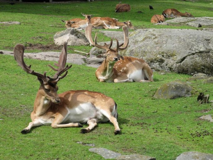 Gothenburg: Slottsskogen Park & Botanical Garden Tour - Frequently Asked Questions
