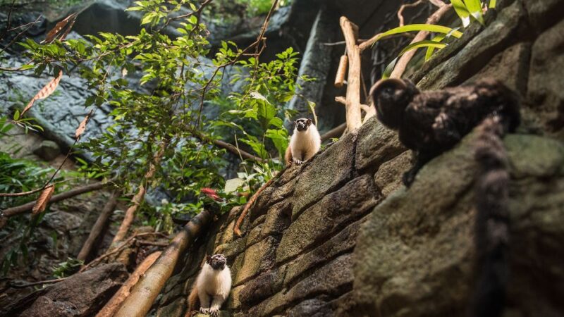 Gothenburg: Universeum Entry Ticket - Experience and Attractions