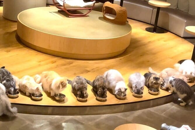 Gotokuji Cat Temple Shinjuku Cat Cafe and 3D Cat Tour - Tour Details