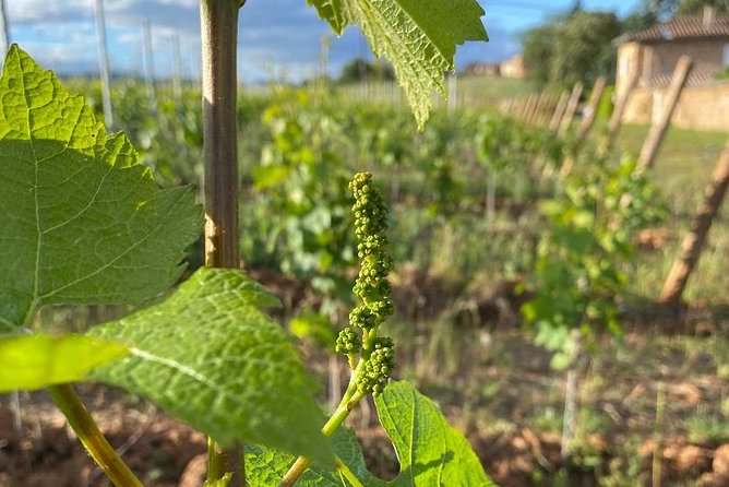 Gourmet Walk in the Gardens of Château Champ-Renard - Reviews and Ratings