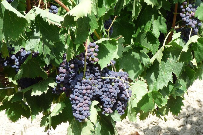Gourmet Wine Tour San Gimignano Wine Tasting - San Quirico Winery - Food Pairings
