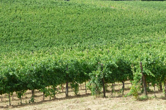 Gourmet Wine Tour San Gimignano Wine Tasting - San Quirico Winery - Amenities Offered