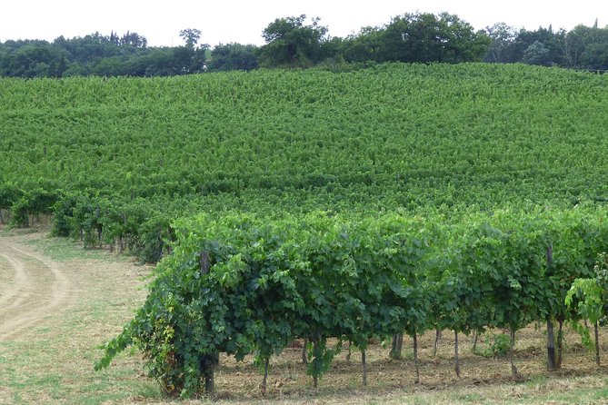 Gourmet Wine Tour San Gimignano Wine Tasting - San Quirico Winery - Accessibility Information