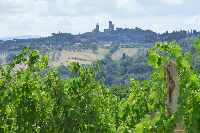Gourmet Wine Tour San Gimignano Wine Tasting - San Quirico Winery - Guest Reviews