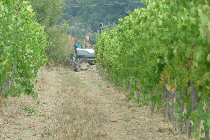Gourmet Wine Tour San Gimignano Wine Tasting - San Quirico Winery - Booking Details
