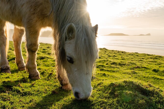 Gower Peninsula Tour App, Hidden Gems Game and Big Britain Quiz (7 Day Pass) UK - Navigating the Treasure Hunt