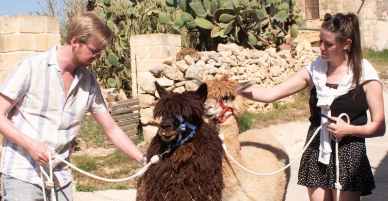 Gozo Alpaca Walks : With Feeding and Farm Visit - Experience Highlights