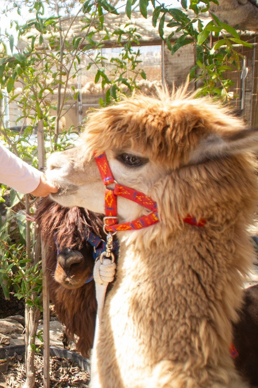 Gozo Alpaca Walks : With Feeding and Farm Visit - Itinerary Details
