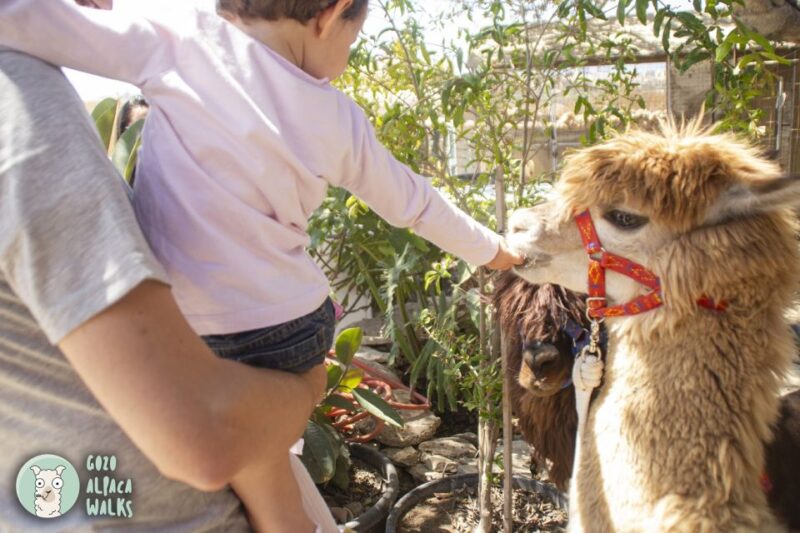 Gozo Alpaca Walks : With Feeding and Farm Visit - Booking and Cancellation Policy