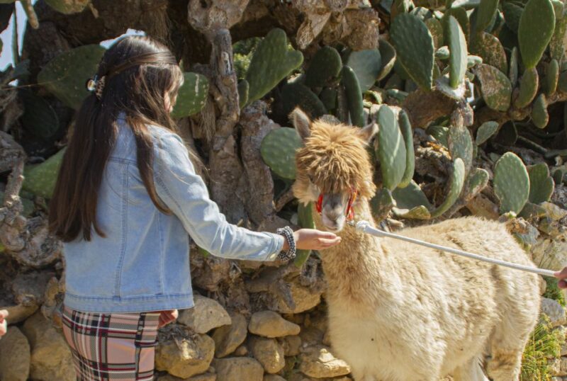 Gozo Alpaca Walks : With Feeding and Farm Visit - Customer Feedback