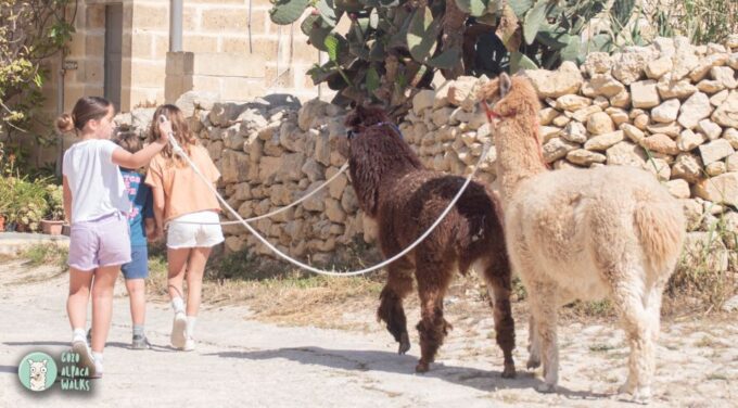 Gozo Alpaca Walks : With Feeding and Farm Visit - Important Information