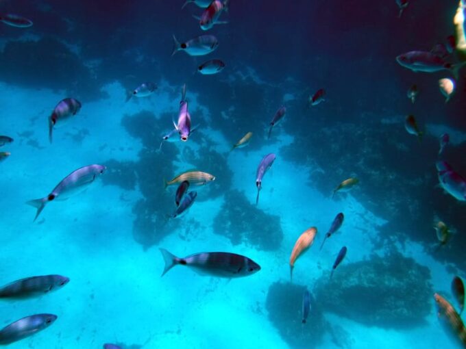 Gozo and Comino Boat and Snorkeling Adventure - Customizable Route Options