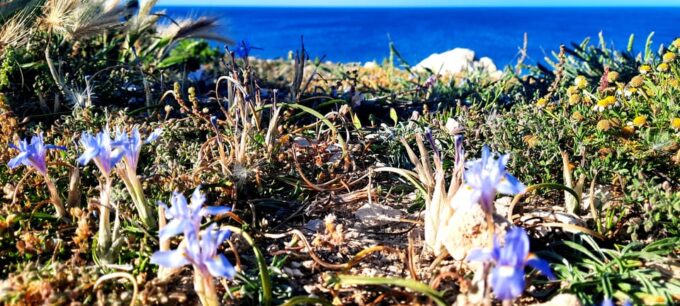 Gozo Unveiled: Guided Hiking in Gozo - North East - Customer Review Highlights