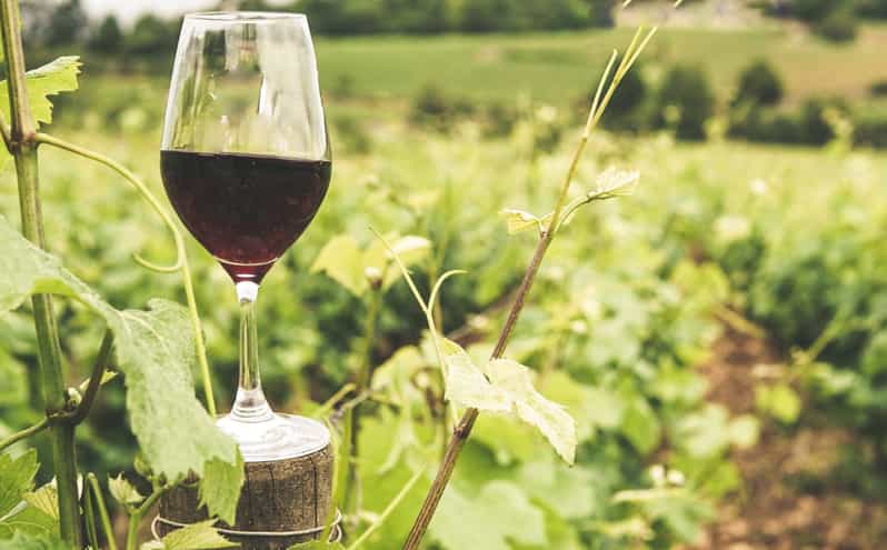 Gozo Wine and Food Tasting - Wine Production Details