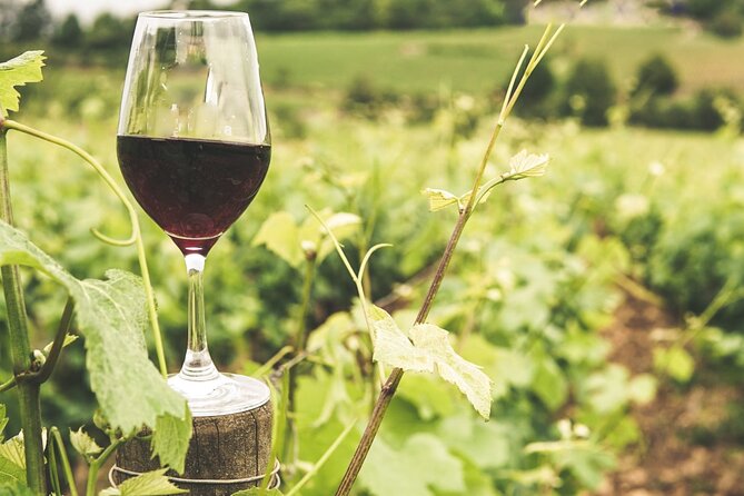 Gozo Wine and Food Tasting - Key Points