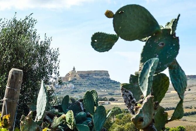 Gozo Wine and Food Tasting - Suitability and Accessibility