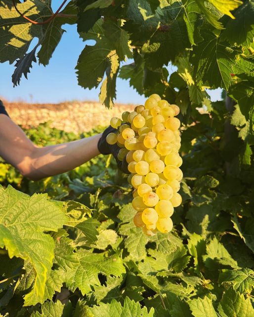 Gozo Wine and Food Tasting - Key Points