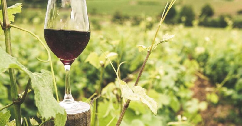 Gozo Wine and Food Tasting - Experience Highlights