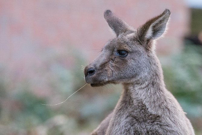 Grampians National Park With Kangaroos and Mackenzie Falls From Melbourne - Cancellation Policy