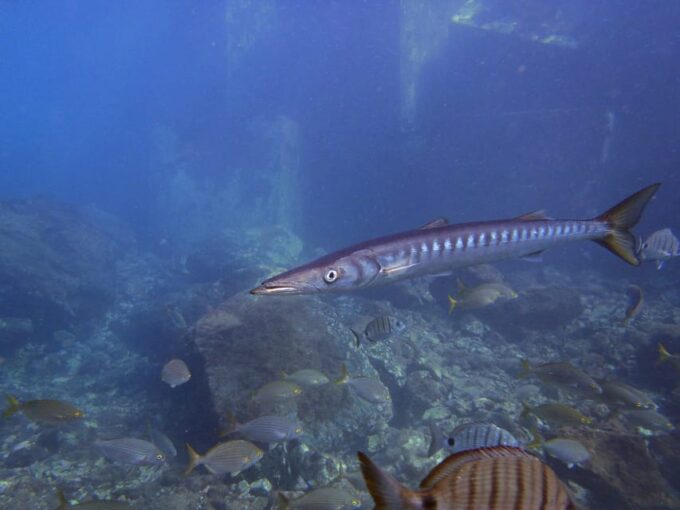 Gran Canaria: 3-Day Open Water Diver Course - Customer Support