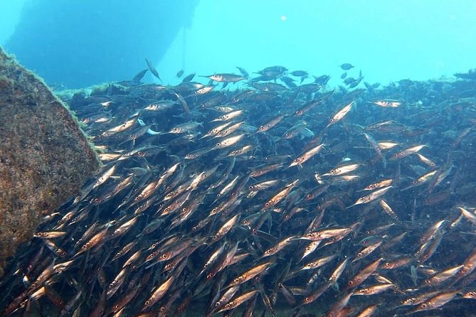 Gran Canaria 3 Days / 6 Dives in Various Locations - Meeting Point and Pickup