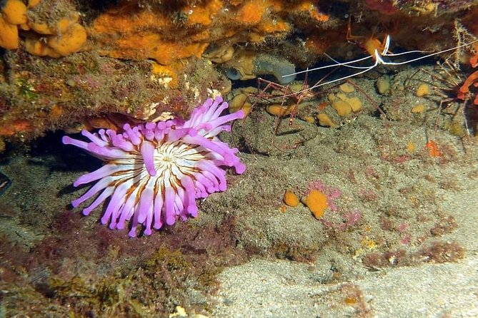Gran Canaria 3 Days / 6 Dives in Various Locations - Exploring Shipwrecks and Reefs