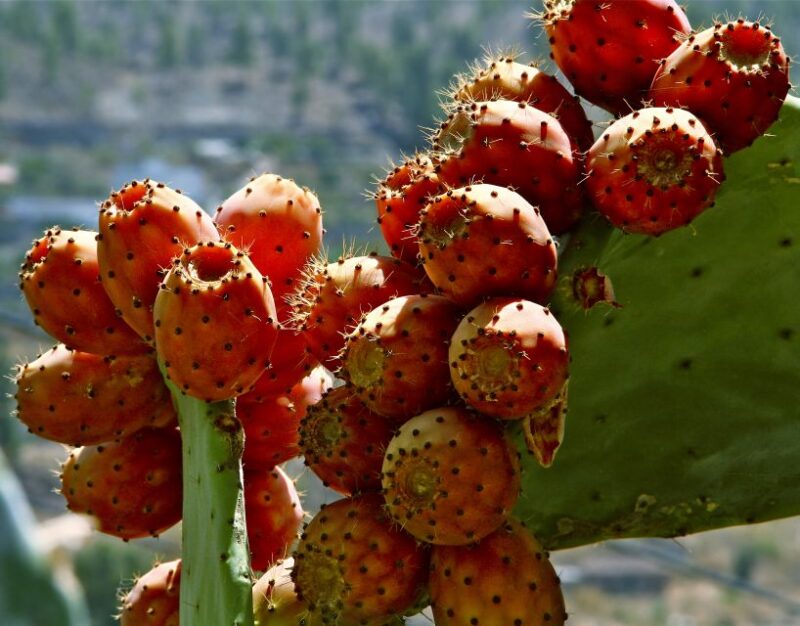 Gran Canaria: 6-Hour Teror and San Mateo Markets Tour - Transportation and Pickup