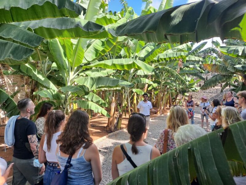 Gran Canaria: Banana World Guided Tour & Tasting - Itinerary and Experience