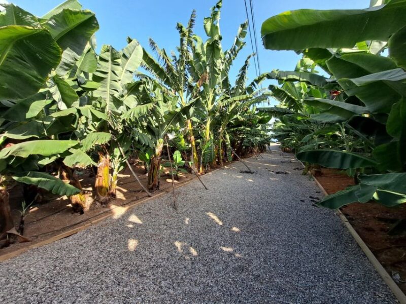 Gran Canaria: Banana World Guided Tour & Tasting - Breathtaking Views and Greenery
