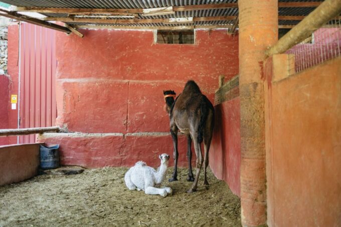 Gran Canaria: Camel Ride Safari W/ Optional Food & Transport - Camel Safari Park