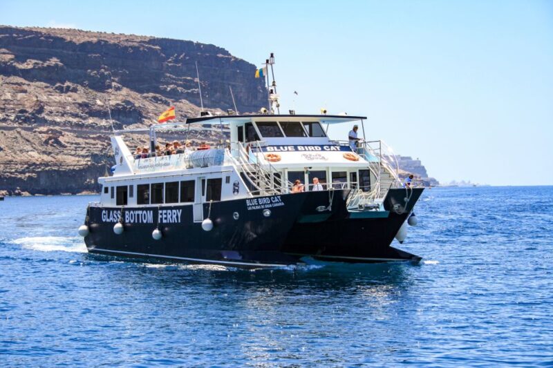 Gran Canaria: Catamaran Dolphin Watch Cruise With Snorkeling - Experience Highlights