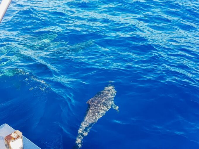 Gran Canaria: Catamaran Dolphin Watch Cruise With Snorkeling - Meeting Point and Directions