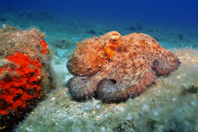 Gran Canaria: Discover Scuba Diving Beginner Program - Pricing and Options