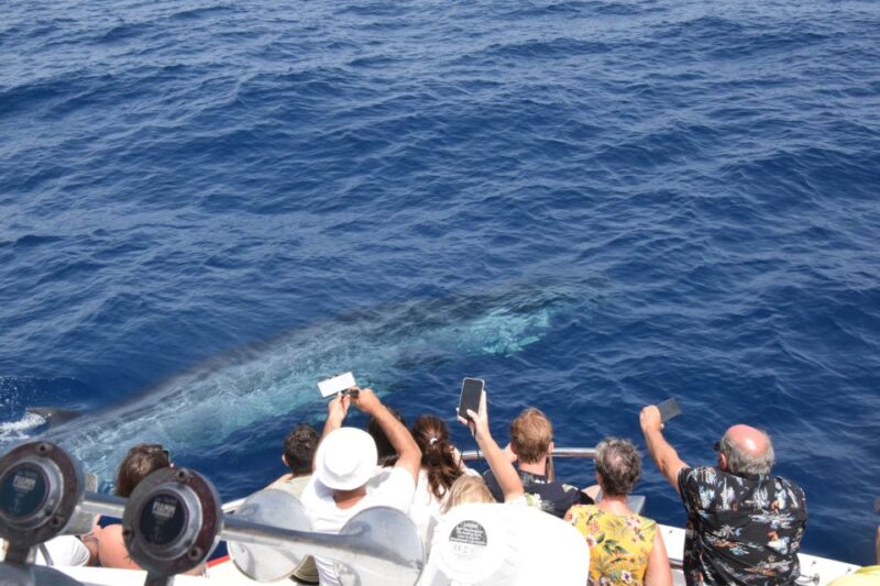 Gran Canaria: Dolphin and Whale Watching Cruise - Catamaran Specifications