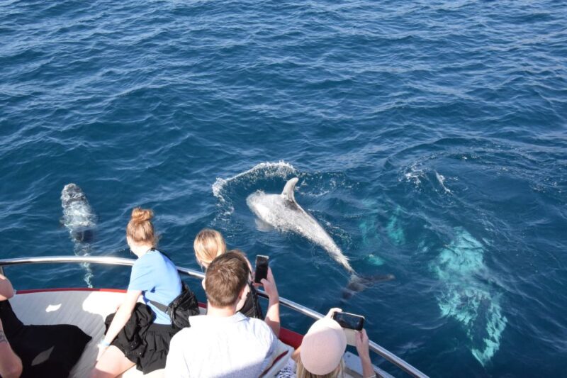 Gran Canaria: Dolphin and Whale Watching Cruise - Marine Life Spotting