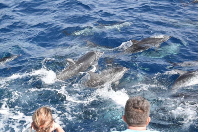 Gran Canaria: Dolphin and Whale Watching Cruise - Customer Ratings