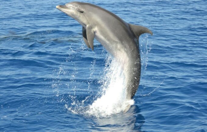 Gran Canaria: Dolphin and Whale Watching Cruise - Pick-up/Drop-off Services