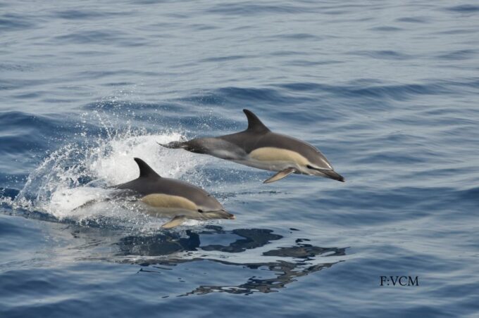 Gran Canaria: Dolphin and Whale Watching Cruise - Frequently Asked Questions