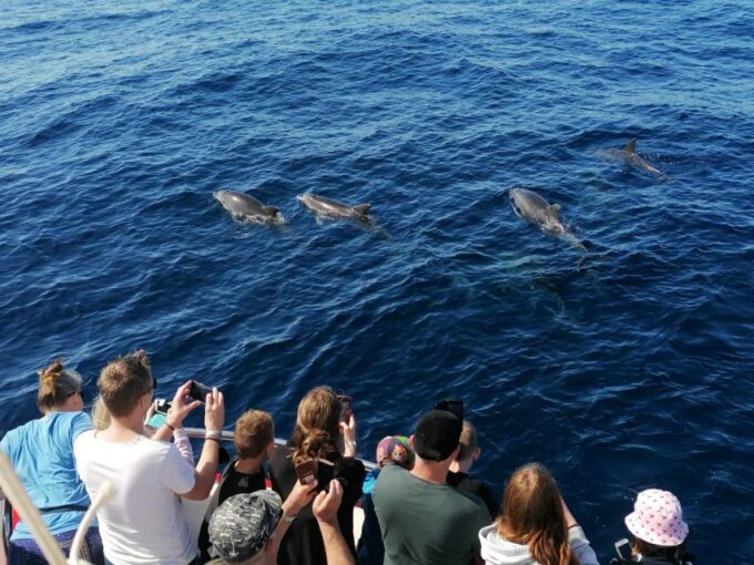 Gran Canaria: Dolphin and Whale Watching Cruise - Recap