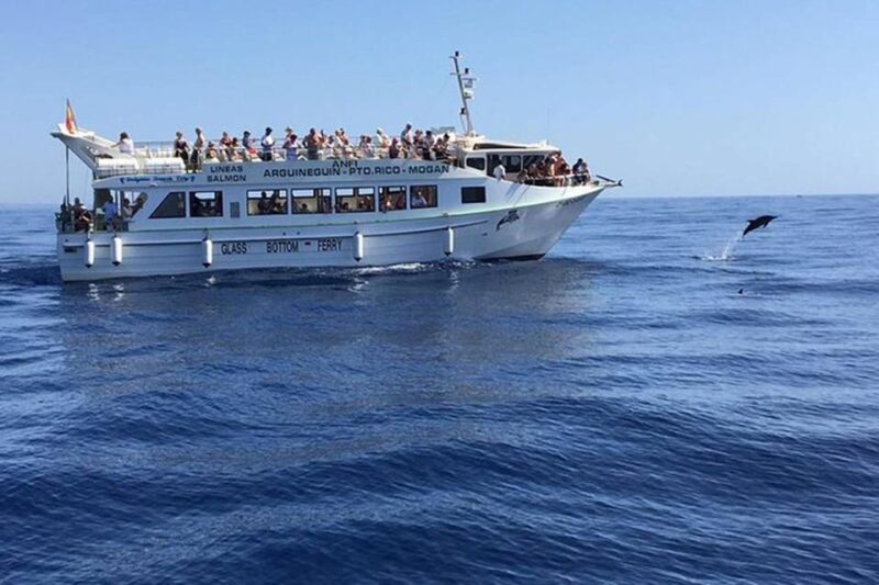 Gran Canaria: Dolphin and Whale Watching Cruise - Booking Information