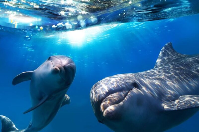 Gran Canaria: Dolphin and Whale Watching Cruise - Experience Highlights