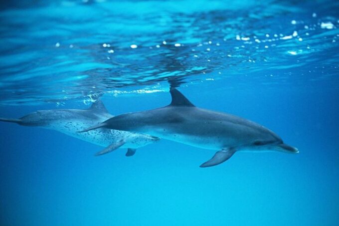 Gran Canaria: Dolphin and Whale Watching Cruise - Meeting Point and Duration