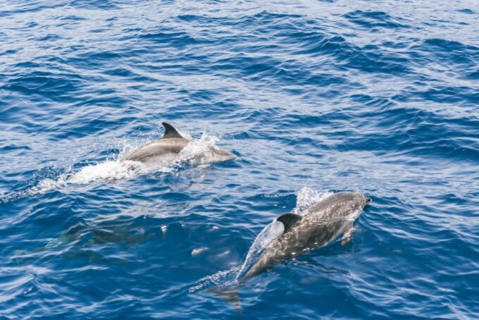 Gran Canaria: Dolphin and Whale Watching Cruise - On-board Amenities