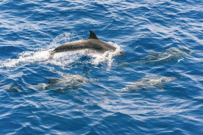 Gran Canaria: Dolphin and Whale Watching Cruise - Frequently Asked Questions