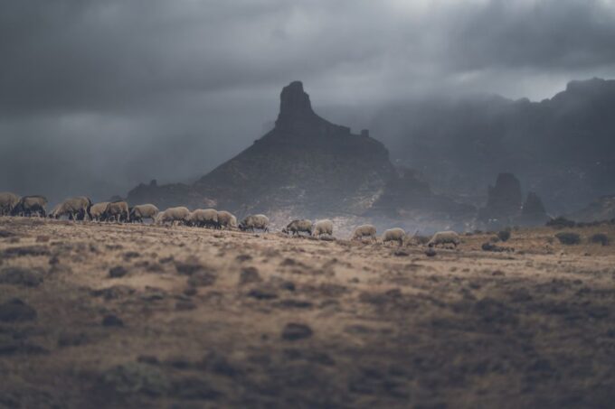Gran Canaria: Full-Day Customizable Private Photography Tour - Customer Testimonials and Ratings