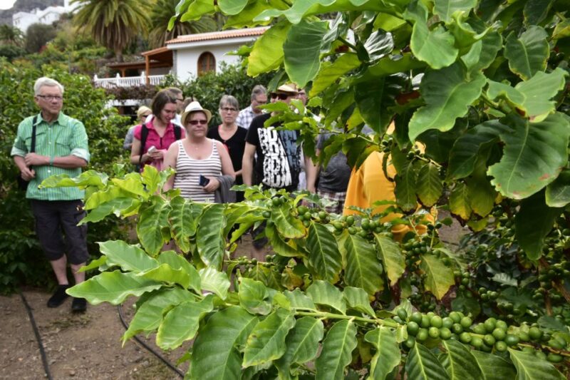 Gran Canaria: Grand Island Tour - Exploring Volcanic Landscapes