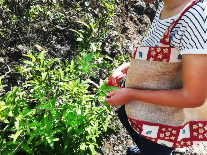 Gran Canaria: Green Witchcraft in the Magic Island - Participant Restrictions
