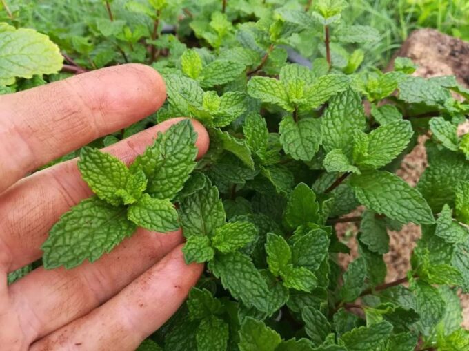 Gran Canaria: Green Witchcraft in the Magic Island - Natural Remedies Workshop